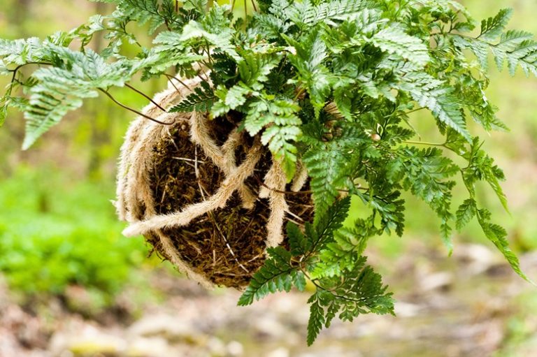 Kokodema – nowy pomysł na rośliny w domu