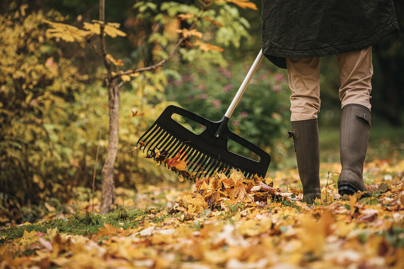 Sprzątamy liście z trawnika – jesienne porządki w ogrodzie