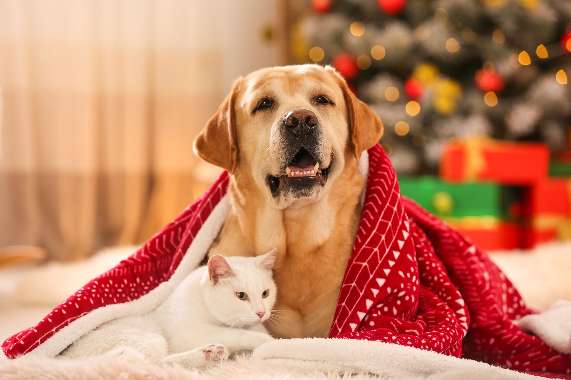 Święta Bożego Narodzenia-trudny czas dla zwierząt domowych