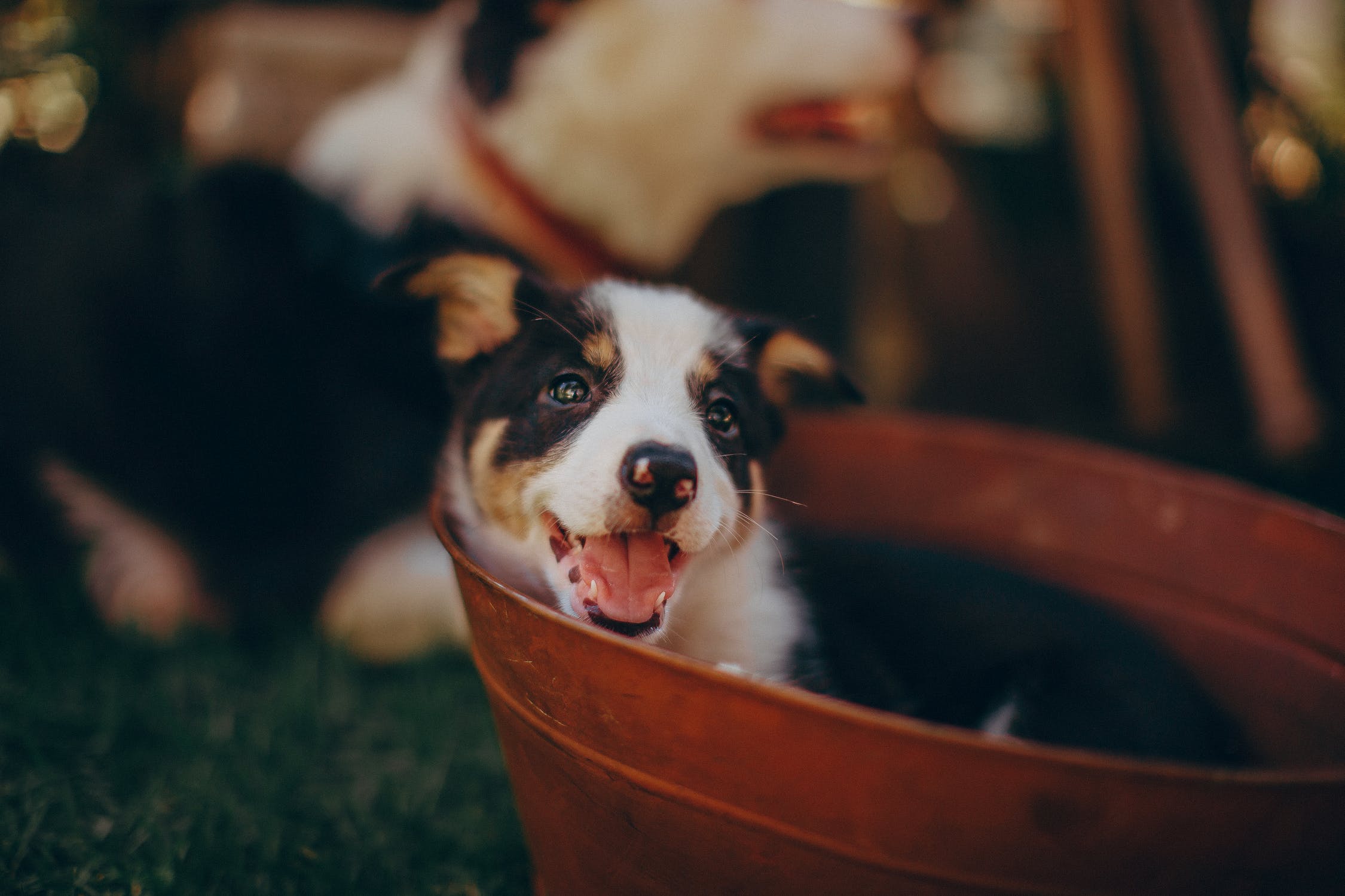 Pies w kąpieli – dlaczego skóra czworonogówwymaga szczególnej pielęgnacji?