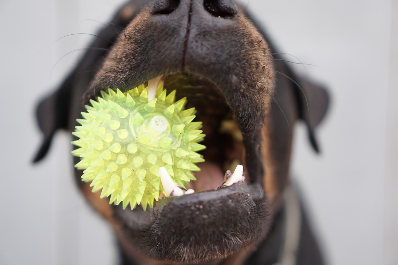 ABC higieny jamy ustnej psa