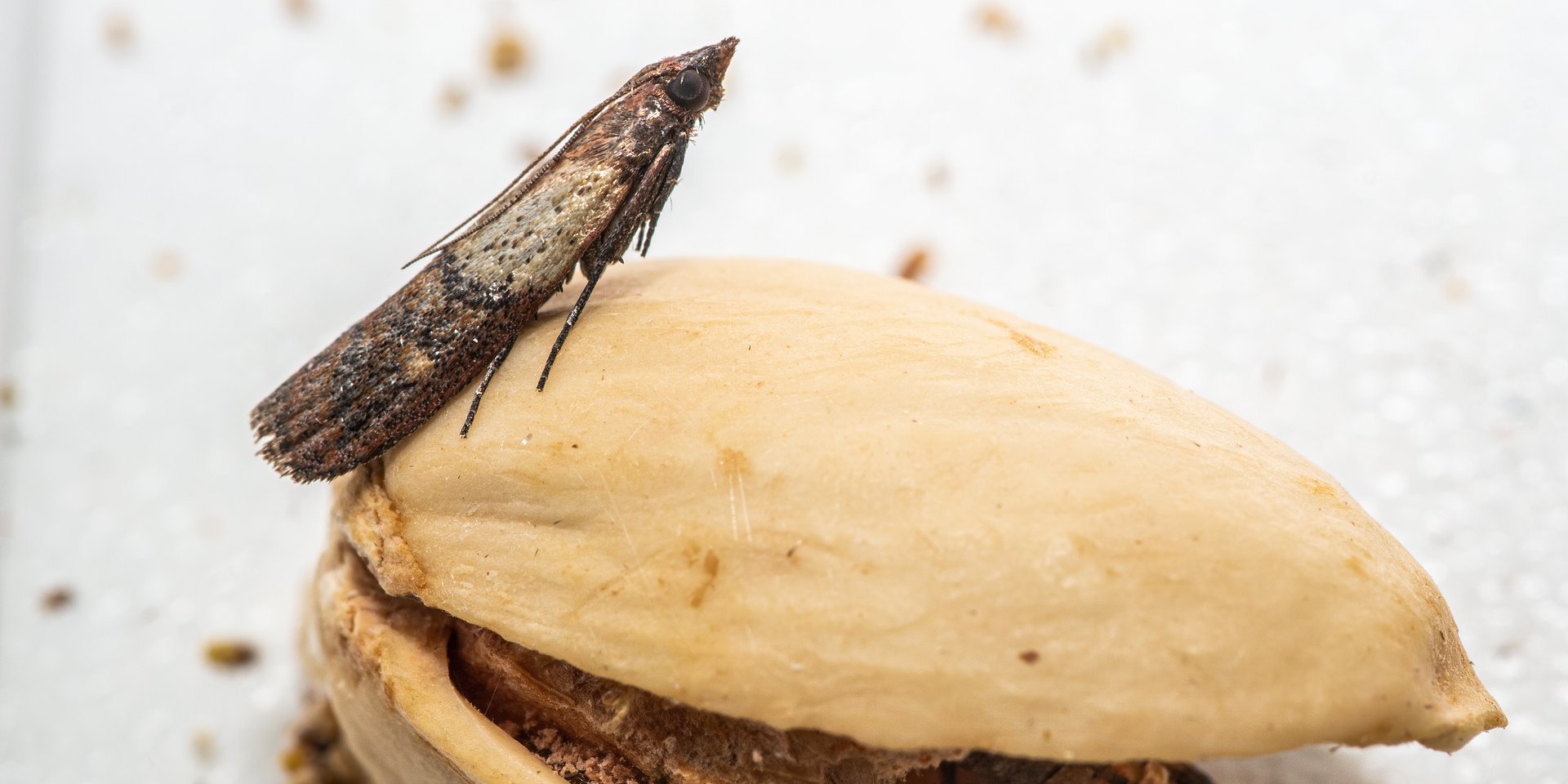 Jesień nie oznacza końca robactwa. Mole spożywcze – jak się ich pozbyć przed zimą?