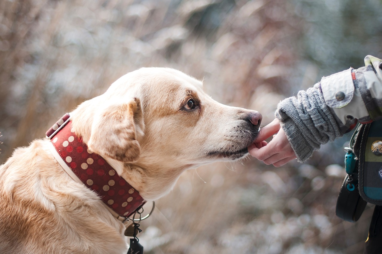 Dogoterapia dla serca – czy posiadanie psa może poprawiać zdrowie?