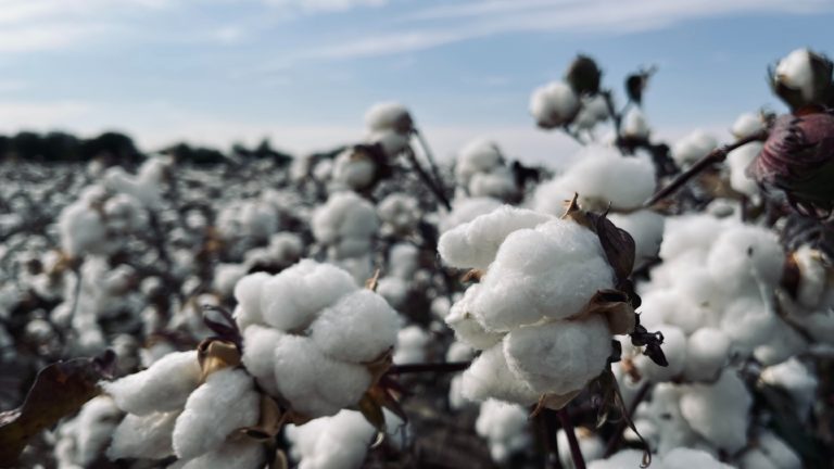Moda a uprawa bawełny – co możemy zrobić, aby zminimalizować jej negatywny wpływ na środowisko?